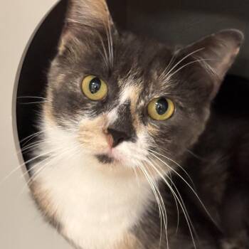 Prudence -  Domestic Short Hair Cat for Adoption in Batavia, New York - Prudence | PetCurious