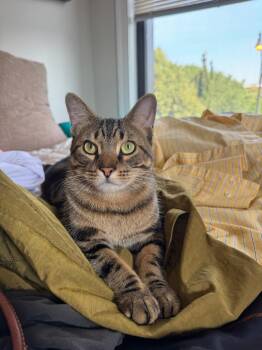 Rescue Domestic Short Hair Cats for Adoption in Chicago, Illinois - Ritz (& Fry) | PetCurious