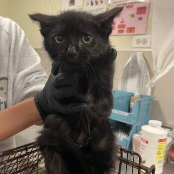 Kapa -  Domestic Short Hair Cat for Adoption in Chicago, Illinois - Kapa | PetCurious