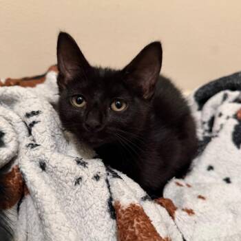 Ozai -  Domestic Short Hair Cat for Adoption in Newark, New Jersey - Ozai | PetCurious