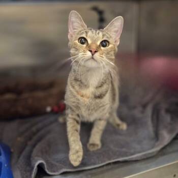 Rescue Domestic Short Hair Cats for Adoption in Westland, Michigan - Cinnamon Spice | PetCurious