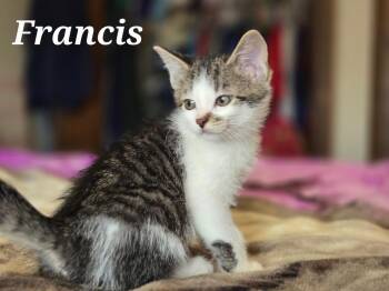 FRANCIS -  Domestic Short Hair Cat for Adoption in La Crescent, Minnesota - FRANCIS | PetCurious