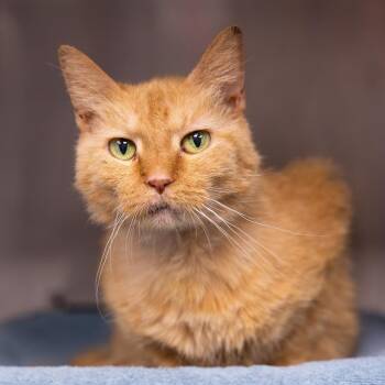 Gladys -  Domestic Short Hair Cat for Adoption in Mentor, Ohio - Gladys | PetCurious