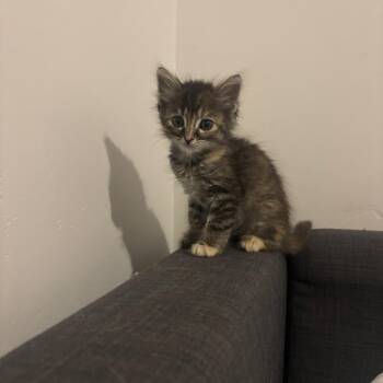 Cherry Boopington -  Domestic Short Hair Cat for Adoption in Goleta, California - Cherry Boopington | PetCurious
