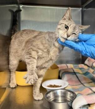 Domestic Short Hair Cats Available for Adoption in Windsor, Connecticut - 43-Tristan | PetCurious