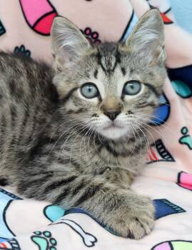 Domestic Short Hair and Extra Toes Cat Hemingway Polydactyl Cats Available for Adoption in Tierra Verde, Florida - Iron Man | PetCurious
