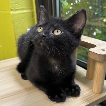 Rescue Domestic Short Hair Cats for Adoption in Waynesburg, Pennsylvania - Maddox | PetCurious