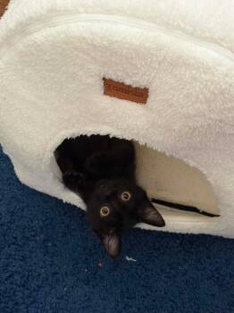 Twig -  Domestic Short Hair Cat for Adoption in Augusta, Georgia - Twig | PetCurious
