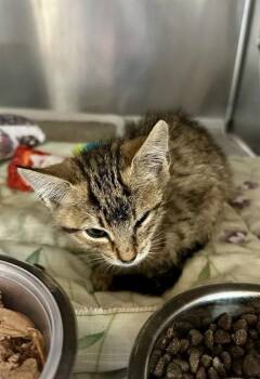 SUZIE -  Domestic Short Hair Cat for Adoption in Riverside, California - SUZIE | PetCurious