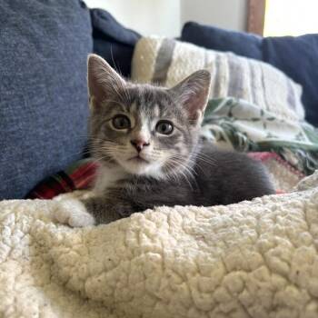 Domestic Short Hair Cats Available for Adoption in Chicago, Illinois - Finch (bonded With Canary) | PetCurious