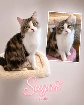 Domestic Long Hair Cats Available for Adoption in Reno, Nevada - Sugar | PetCurious
