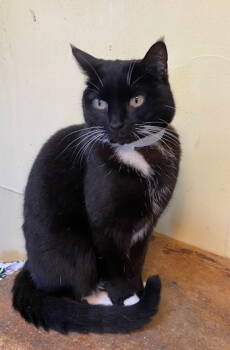 Rescue Domestic Short Hair Cats for Adoption in Escondido, California - Evie | PetCurious