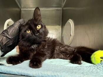 Peninsula -  Domestic Medium Hair Cat for Adoption in New York, New York - Peninsula | PetCurious