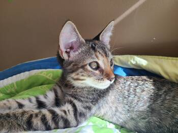 Rescue Domestic Short Hair Cats for Adoption in Fruit Heights, Utah - Clop | PetCurious