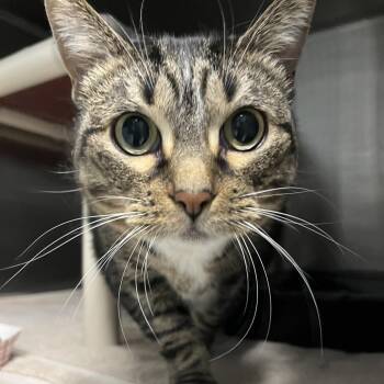 Domestic Short Hair Cats Available for Adoption in Oak Park, Illinois - Macy | PetCurious