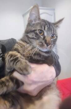 Domestic Short Hair Cats Available for Adoption - Angel  (GFRCC) | PetCurious