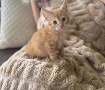 Rescue Domestic Short Hair Cats for Adoption in Gradyville, Kentucky - Oscar | PetCurious