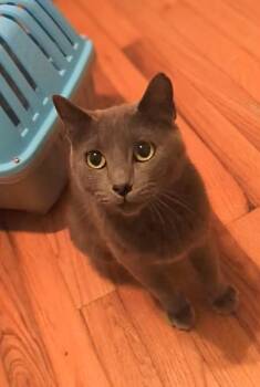 Rescue Russian Blue Cats for Adoption in Maryville, Tennessee - Victoria | PetCurious