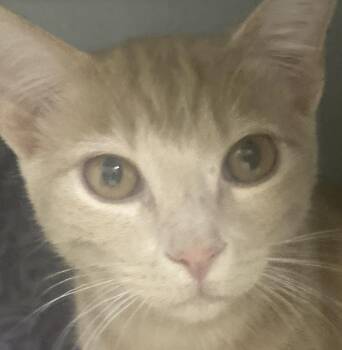 Spiral -  Domestic Short Hair Cat for Adoption in Dayton, Minnesota - Spiral | PetCurious