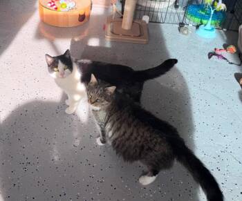 Luna -  Domestic Short Hair Cat Available for Adoption in Castro Valley, California - Luna | PetCurious