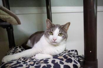 Ghost -  Domestic Short Hair Cat for Adoption in Arlington, Washington - Ghost | PetCurious