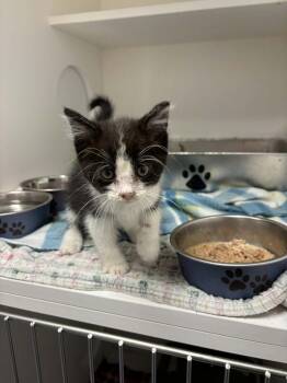 Chauncey -  Domestic Short Hair Cat for Adoption in Republic, Missouri - Chauncey | PetCurious