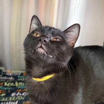 Domestic Short Hair Cats Available for Adoption - Bronc | PetCurious
