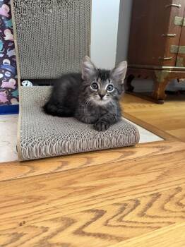 Blastoise, Summoner of Second Breakfast -  Domestic Medium Hair Cat for Adoption in Chicago, Illinois - Blastoise, Summoner Of Second Breakfast | PetCurious