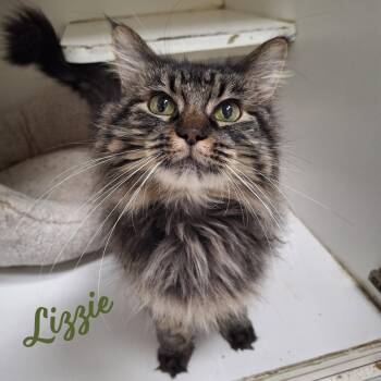 Lizzie #real-beauty -  Maine Coon Cat for Adoption in Houston, Texas - Lizzie #real-beauty | PetCurious