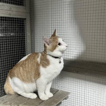 Domestic Short Hair Cats Available for Adoption - Tirian | PetCurious
