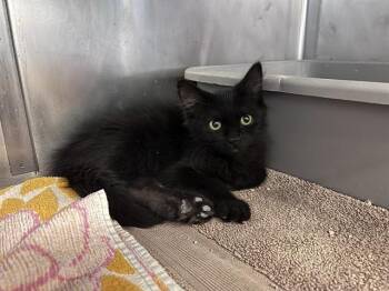 JANINE -  Domestic Short Hair Cat for Adoption in Palo Alto, California - JANINE | PetCurious