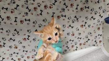 KORN -  Domestic Short Hair Cat for Adoption in Riverside, California - KORN | PetCurious