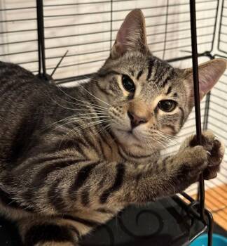 Domestic Short Hair Cats Available for Adoption - Tucker | PetCurious