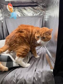 BOB -  Domestic Short Hair Cat for Adoption in Grovetown, Georgia - BOB | PetCurious