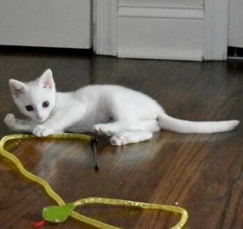 Penny bonded with Phoenix in fostercare -  Domestic Short Hair Cat for Adoption in Ellicott City, Maryland - Penny Bonded With Phoenix In Fostercare | PetCurious