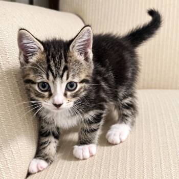 Flint -  Tabby Cat for Adoption in Bethel, Connecticut - Flint | PetCurious