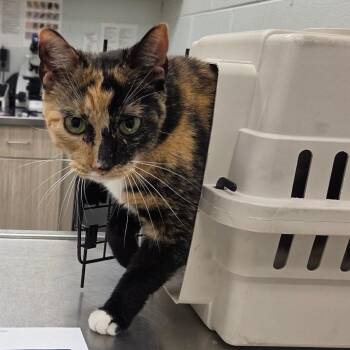 Domestic Short Hair Cats Available for Adoption in Chattanooga, Tennessee - Rocky Road | PetCurious