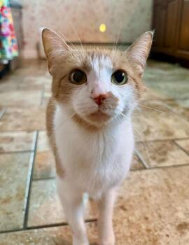 Hazel -  Domestic Short Hair Cat for Adoption in Cloquet, Minnesota - Hazel | PetCurious