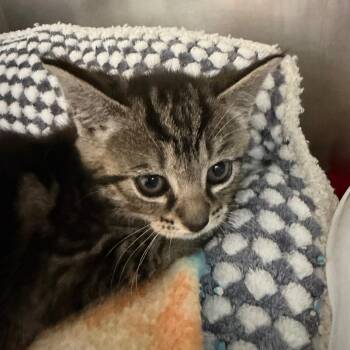 Alice -  Domestic Short Hair Cat for Adoption in Blairsville, Georgia - Alice | PetCurious