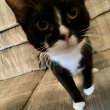 Domestic Short Hair Cats Available for Adoption in Seven Valleys, Pennsylvania - Cicada & Ladybug | PetCurious