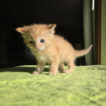 Edith -  Domestic Short Hair Cat for Adoption in West Olive, Michigan - Edith | PetCurious