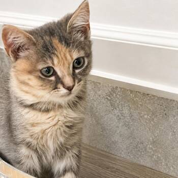 Chevron -  Domestic Short Hair Cat for Adoption in Brea, California - Chevron | PetCurious