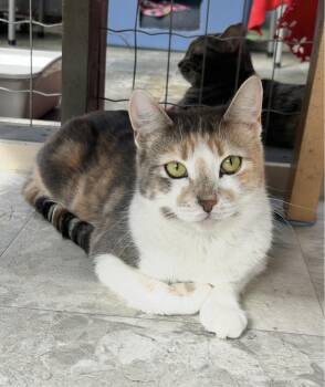 Dilute Calico Cats Available for Adoption in Maple Ridge, British Columbia - Cortina | PetCurious