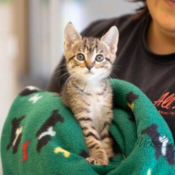 Malakai -  Domestic Short Hair Cat for Adoption in Abilene, Texas - Malakai | PetCurious