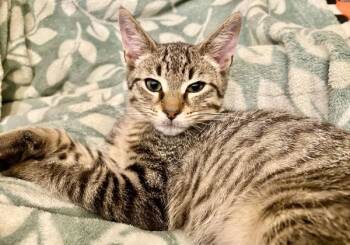 Muffin -  Domestic Short Hair Cat for Adoption in Vallejo, California - Muffin | PetCurious
