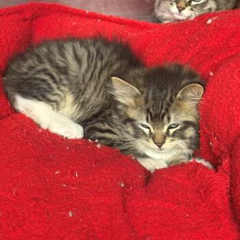 Edwin -  Domestic Long Hair Cat for Adoption in Chehalis, Washington - Edwin | PetCurious