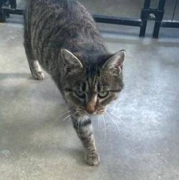 Tiger Cats Available for Adoption in Bryan, Ohio - Little Bit | PetCurious