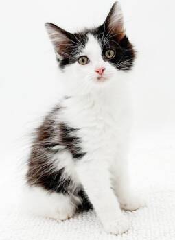 Spray Paint is our beauty and joyful work of art -  Ragdoll and Turkish Angora Cat for Adoption in Bedford Hills, New York - Spray Paint Is Our Beauty And Joyful Work Of Art | PetCurious