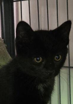 Mole` -  Domestic Short Hair Cat for Adoption in Shelton, Washington - Mole` | PetCurious