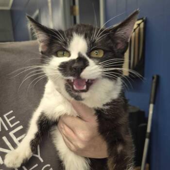 Domestic Short Hair Cats Available for Adoption in Summerlee, West Virginia - Petunia | PetCurious